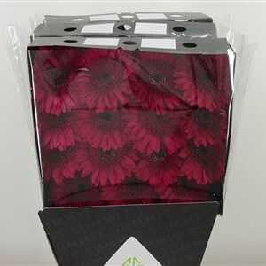 Gerbera Passoa 50 cm – produkt Uviažto