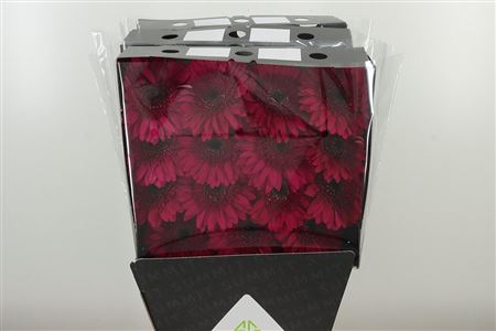 Gerbera Passoa 50 cm Gerbera Passoa 50 cm – produkt Uviažto