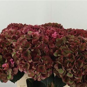 Hortenzia Mag Pink Ruby 60 cm – produkt Uviažto