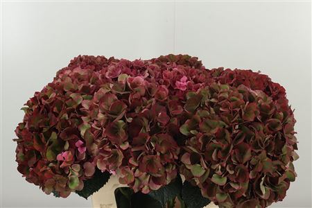 Hortenzia Mag Pink Ruby 60 cm Hortenzia Mag Pink Ruby 60 cm – produkt Uviažto