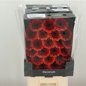Gerbera Allround 47 cm – produkt Uviažto
