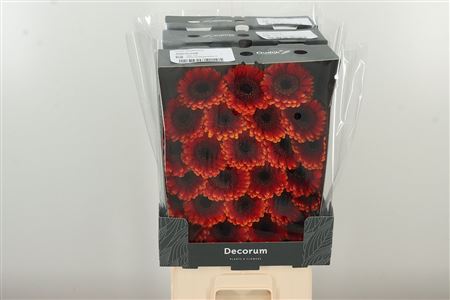 Gerbera Allround 47 cm – produkt Uviažto