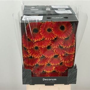 Gerbera Blazon 47 cm – produkt Uviažto
