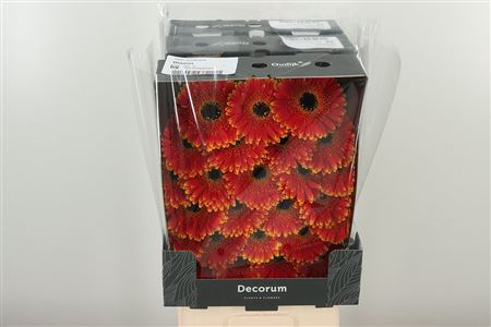 Gerbera Blazon 47 cm – produkt Uviažto