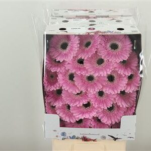 Gerbera Coolio 50 cm – produkt Uviažto