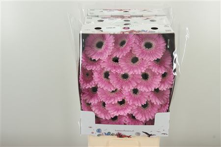 Gerbera Coolio 50 cm Gerbera Coolio 50 cm – produkt Uviažto