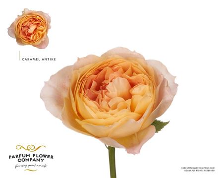 Ruža Caramel Antik 60 cm Ruža Caramel Antik 60 cm – produkt Uviažto