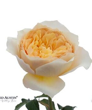 Ruža David Austin Effie 50 cm – produkt Uviažto