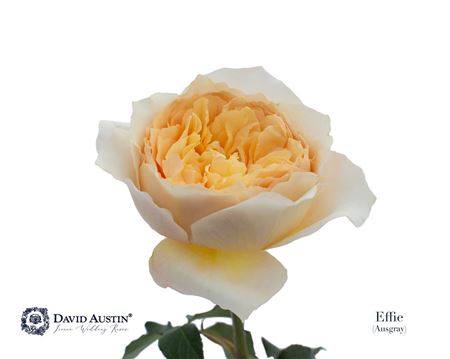 Ruža David Austin Effie 50 cm – produkt Uviažto