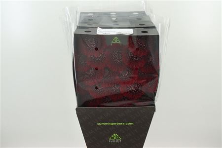 Gerbera Pomponi Black Pearl 45 cm – produkt Uviažto
