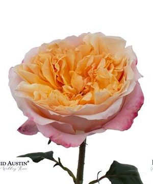 Rosa David Austin Edith 50 cm – produkt Uviažto