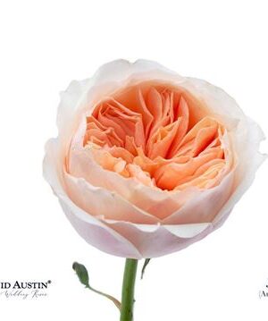 Ruža David Austin Juliet 50 cm – produkt Uviažto