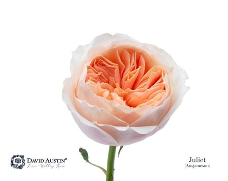 Ruža David Austin Juliet 50 cm – produkt Uviažto