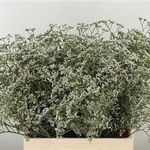 Limonium White Neto 60 cm