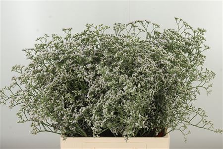 Limonium White Neto 60 cm Limonium White Neto 60 cm – produkt Uviažto