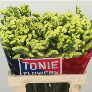 Limonium S Canari Sun Birds 65 cm – produkt Uviažto