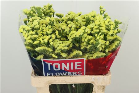 Limonium S Canari Sun Birds 65 cm Limonium S Canari Sun Birds 65 cm – produkt Uviažto