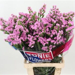 Limonium S Rosella Sun Birds 70 cm