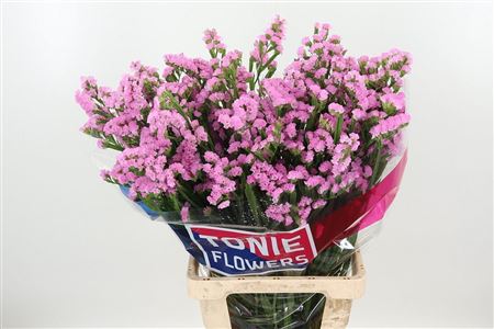 Limonium S Rosella Sun Birds 70 cm Limonium S Rosella Sun Birds 70 cm – produkt Uviažto