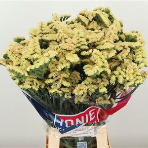 Limonium S Honey Apricot 70 cm – produkt Uviažto