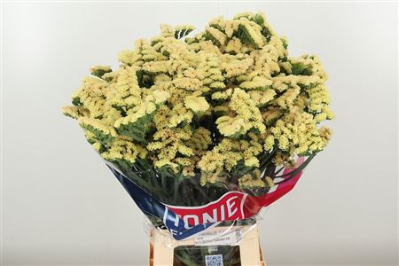 Limonium S Honey Apricot 70 cm Limonium S Honey Apricot 70 cm – produkt Uviažto