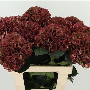 Hortenzia Mag Pink Ruby 65 cm – produkt Uviažto