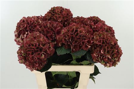 Hortenzia Mag Pink Ruby 65 cm Hortenzia Mag Pink Ruby 65 cm – produkt Uviažto