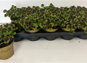 Oxalis Deppei – produkt Uviažto
