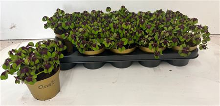 Oxalis Deppei Oxalis Deppei – produkt Uviažto