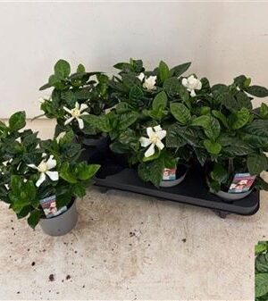 Gardenia Jasminoides – produkt Uviažto