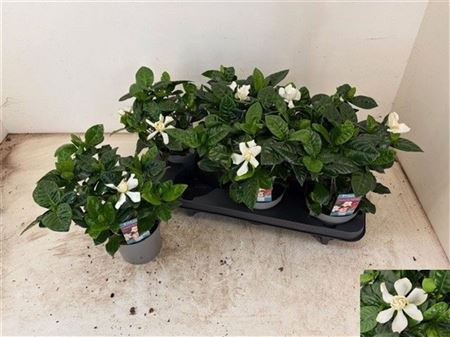 Gardenia Jasminoides Gardenia Jasminoides – produkt Uviažto
