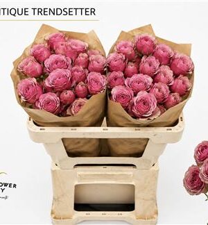 Ruža Ant Trendsetter 60 cm – produkt Uviažto