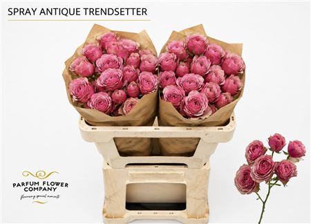 Ruža Ant Trendsetter 60 cm Ruža Ant Trendsetter 60 cm – produkt Uviažto