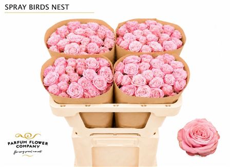 Ruža Birds Nest+ 50 cm – produkt Uviažto