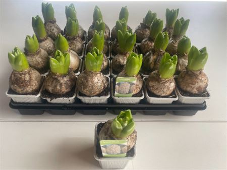 Hyacint White 1pp – produkt Uviažto