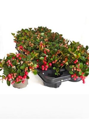Gaultheria Big Berry – produkt Uviažto
