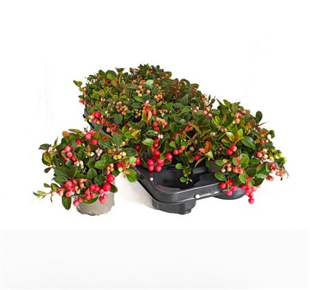 Gaultheria Big Berry Gaultheria Big Berry – produkt Uviažto