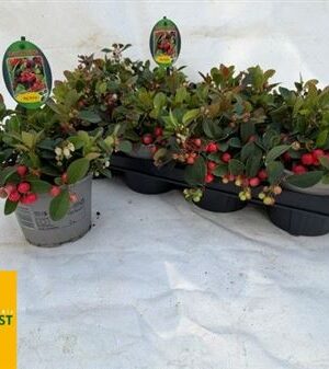 Gaultheria Big Berry – produkt Uviažto
