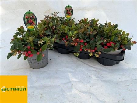 Gaultheria Big Berry Gaultheria Big Berry – produkt Uviažto