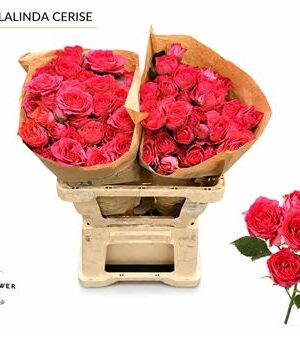 Ruža Bellalinda Cerise 60 cm – produkt Uviažto