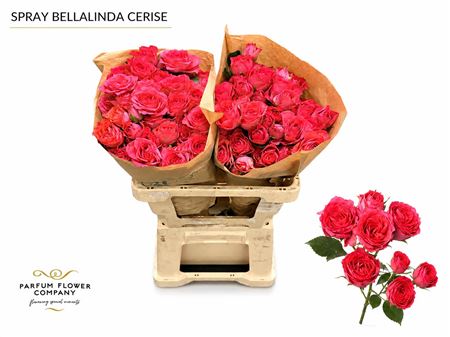 Ruža Bellalinda Cerise 60 cm – produkt Uviažto