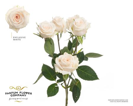 Ruža Exclusive Sensation 50 cm – produkt Uviažto