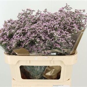 Limonium Saf Oshi Pink 70 cm