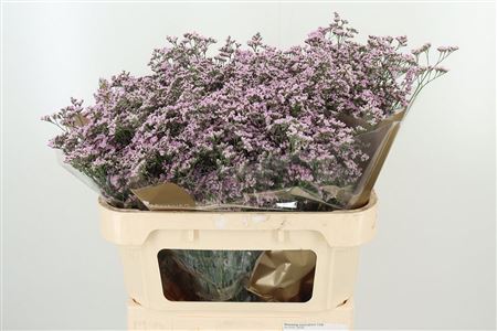 Limonium Saf Oshi Pink 70 cm Limonium Saf Oshi Pink 70 cm – produkt Uviažto