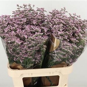 Limonium Saf Oshi Pink 80 cm