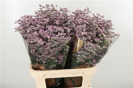 Limonium Saf Oshi Pink 80 cm Limonium Saf Oshi Pink 80 cm – produkt Uviažto