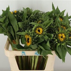 Helianthus Sunrich Orange 80 cm – produkt Uviažto