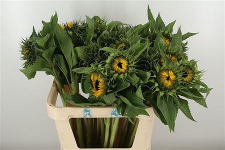Helianthus Sunrich Orange 80 cm Helianthus Sunrich Orange 80 cm – produkt Uviažto