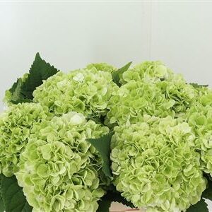 Hortenzia Cannonball Green 50 cm – produkt Uviažto