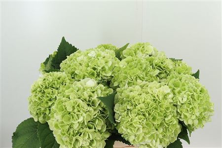 Hortenzia Cannonball Green 50 cm Hortenzia Cannonball Green 50 cm – produkt Uviažto